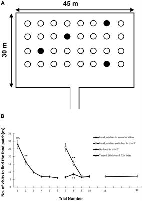 The Cognitive Ecology of Animal Movement: Evidence From Birds and Mammals